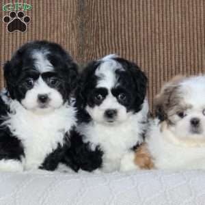 Abby, Shih Tzu Puppy