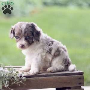 Logan, Cavapoo Puppy