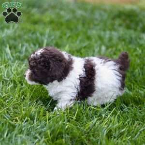 Hayes, Toy Poodle Puppy