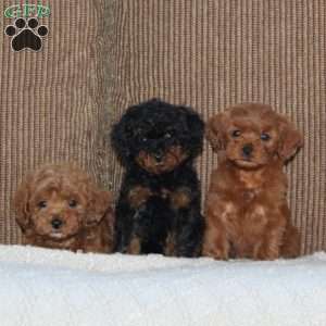 Johnny, Cavapoo Puppy