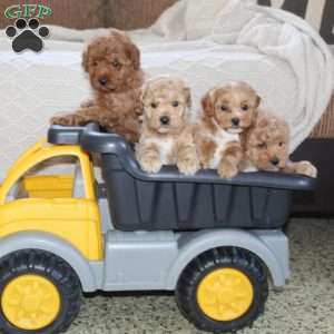 Sprinkle, Maltipoo Puppy