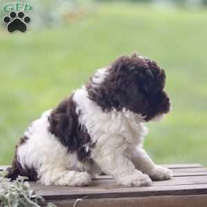 Hayes, Toy Poodle Puppy