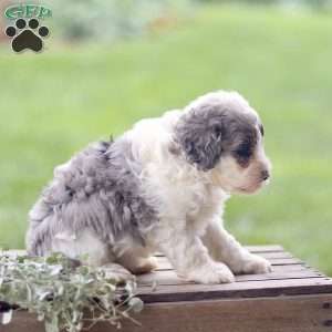 Lily, Cavapoo Puppy