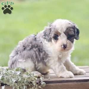 Lily, Cavapoo Puppy