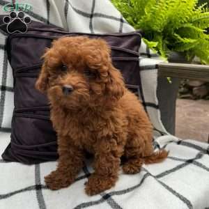 Primrose, Toy Poodle Puppy