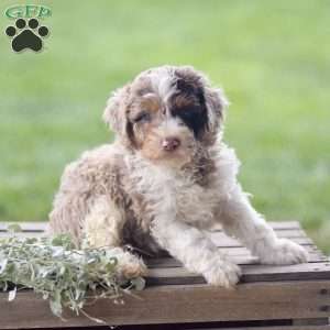 Lex, Cavapoo Puppy