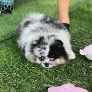 Little River, Pomeranian Puppy
