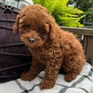 Paisley, Toy Poodle Puppy