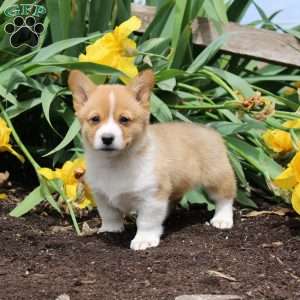 Sprinkles, Pembroke Welsh Corgi Puppy