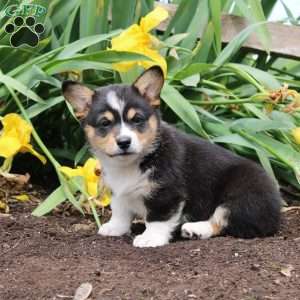 Sally, Pembroke Welsh Corgi Puppy