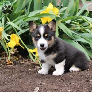 Stacey, Pembroke Welsh Corgi Puppy
