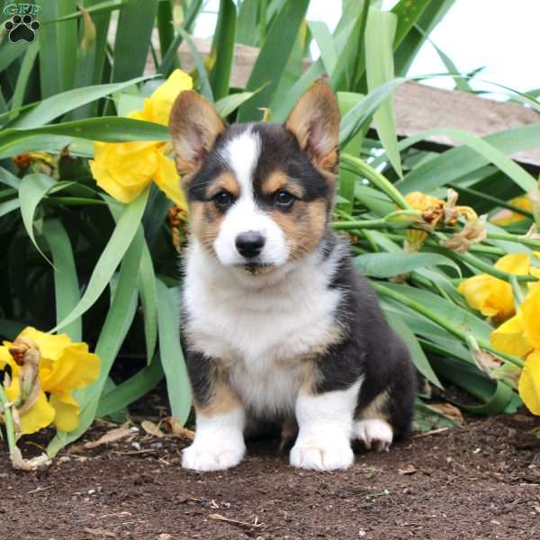 Silver, Pembroke Welsh Corgi Puppy