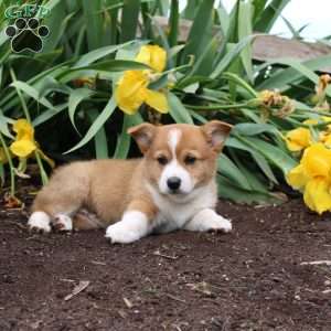 Sport, Pembroke Welsh Corgi Puppy