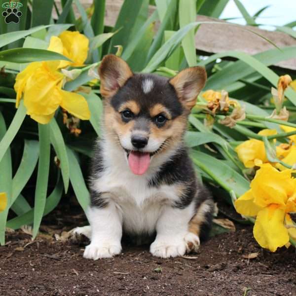 Samson, Pembroke Welsh Corgi Puppy