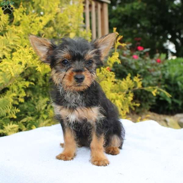 Muffin, Yorkie Puppy