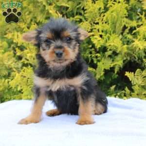 Margie, Yorkie Puppy