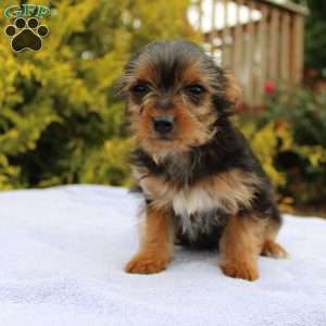 Missy, Yorkie Puppy