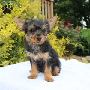 Muffin, Yorkie Puppy