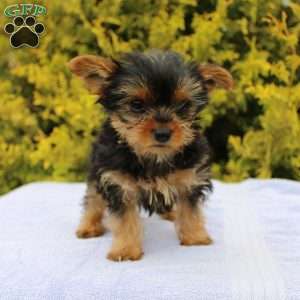 Popper, Yorkie Puppy