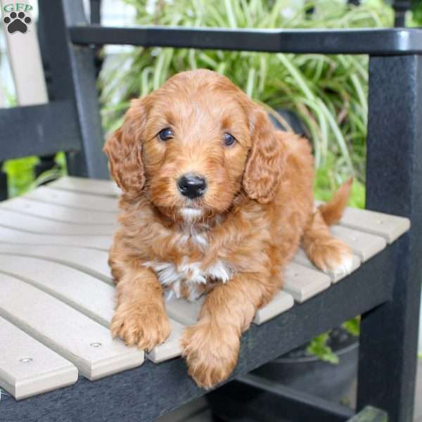 Ally, Mini Goldendoodle Puppy