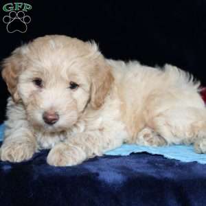 Marcus, Mini Goldendoodle Puppy