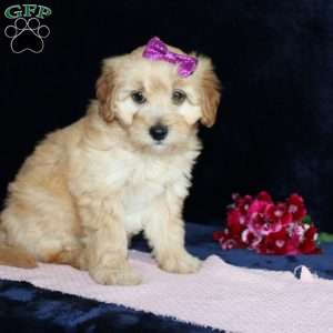 Mattie, Mini Goldendoodle Puppy