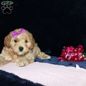 Malinda, Mini Goldendoodle Puppy