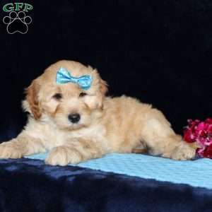 Matthew, Mini Goldendoodle Puppy