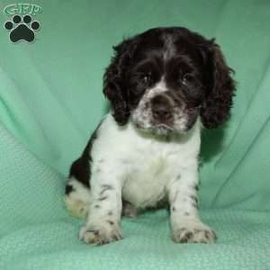 Sammy, Cocker Spaniel Puppy