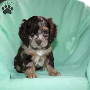 Snickers, Cocker Spaniel Puppy