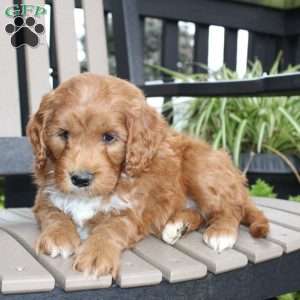 Ash, Mini Goldendoodle Puppy
