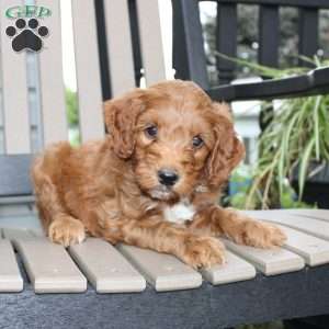 Archer, Mini Goldendoodle Puppy