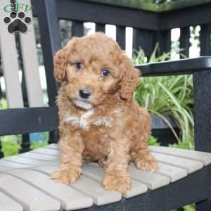 Axel, Mini Goldendoodle Puppy