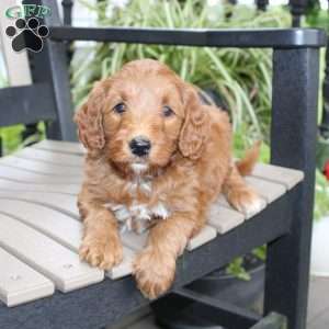 Ally, Mini Goldendoodle Puppy