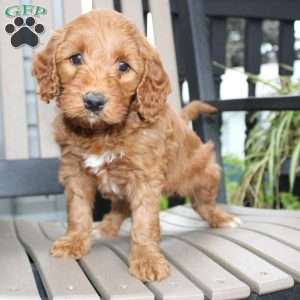 Ava, Mini Goldendoodle Puppy