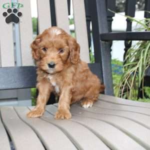 Amber, Mini Goldendoodle Puppy