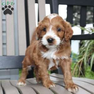 Amy, Mini Goldendoodle Puppy