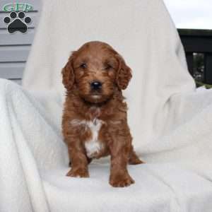 Ace, Mini Goldendoodle Puppy