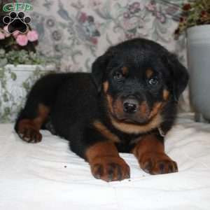 Jasper, Rottweiler Puppy