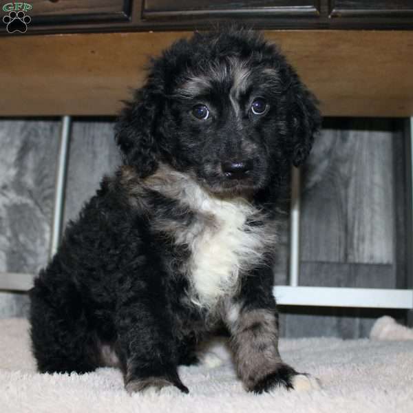 Victor, Mini Aussiedoodle Puppy