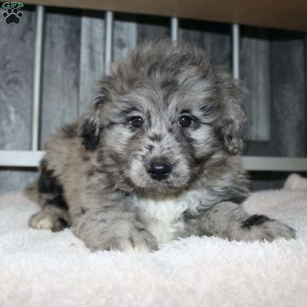 Vince, Mini Aussiedoodle Puppy
