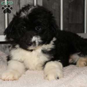 Velcro, Mini Aussiedoodle Puppy