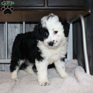 Valerie, Mini Aussiedoodle Puppy