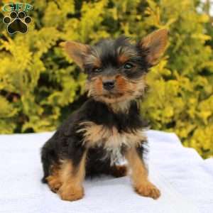 Midge, Yorkie Puppy