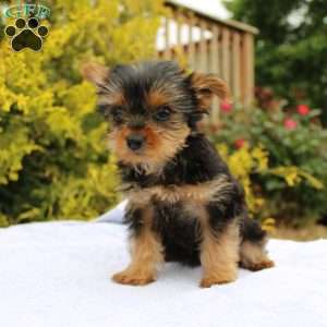 Popper, Yorkie Puppy