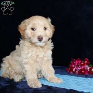 Matthew, Mini Goldendoodle Puppy