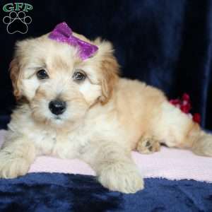 Mattie, Mini Goldendoodle Puppy