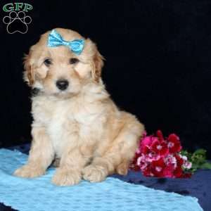 Matthew, Mini Goldendoodle Puppy