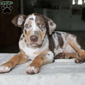 Roger, Catahoula Leopard Dog Puppy