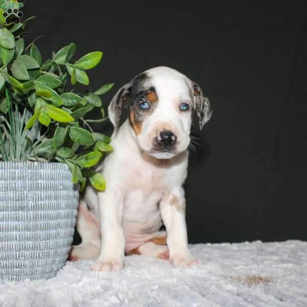 Rachel, Doberman Mix Puppy